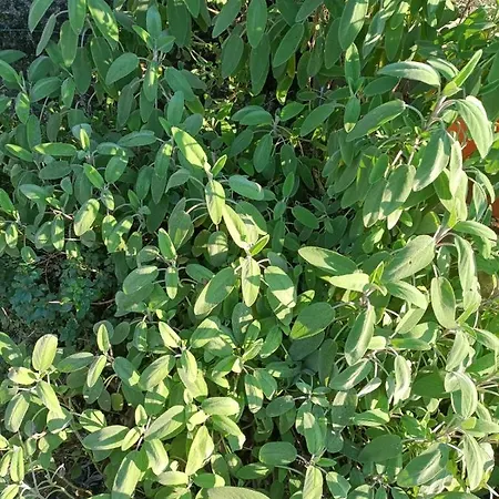 בית נופש Villetta Dall'Angelina ססטרי לבאנטה
