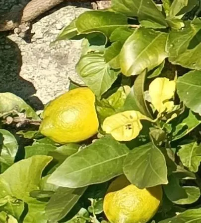 בית נופש Villetta Dall'Angelina